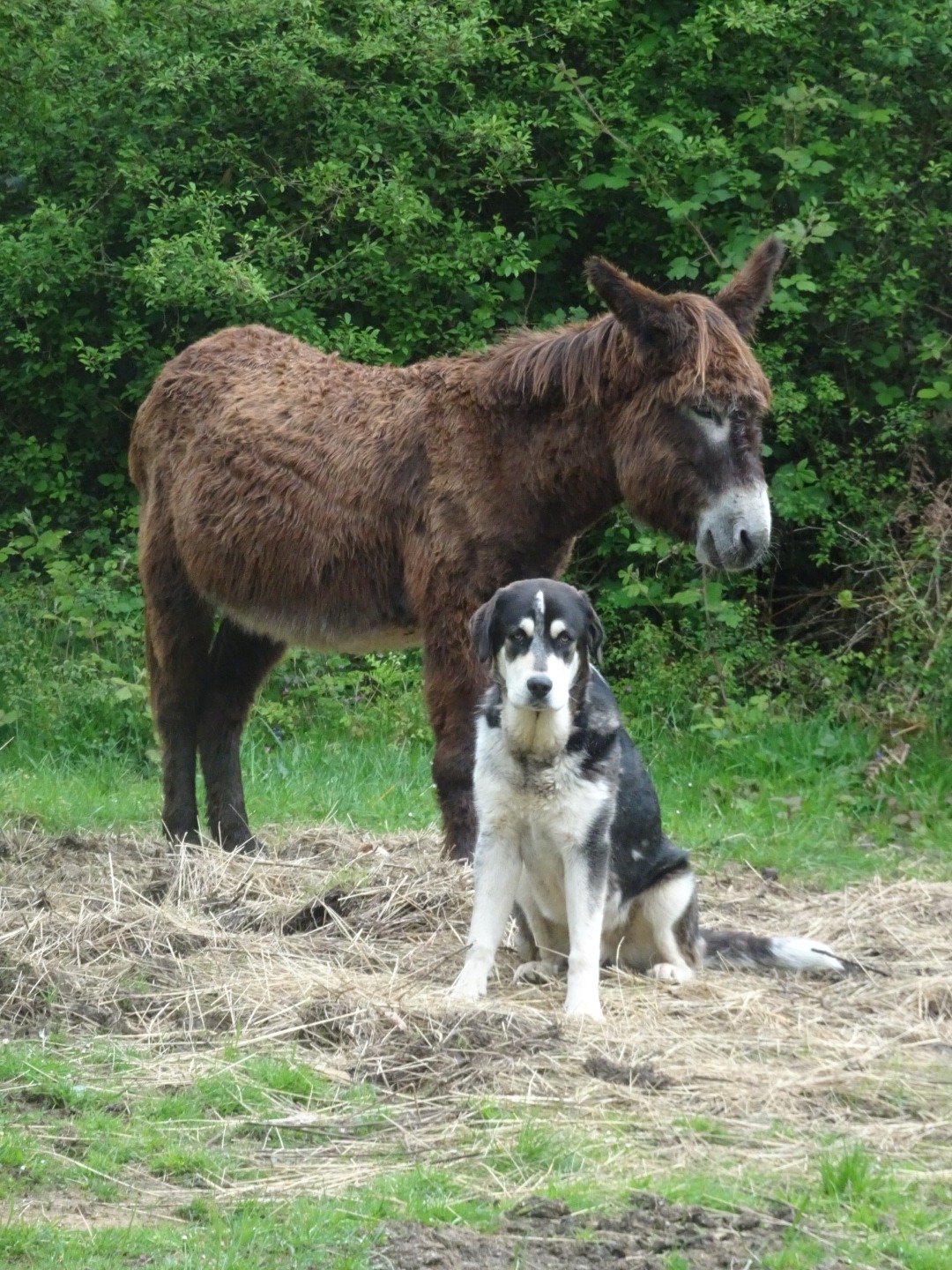 Book a donkey ride with or without a guide in Spain