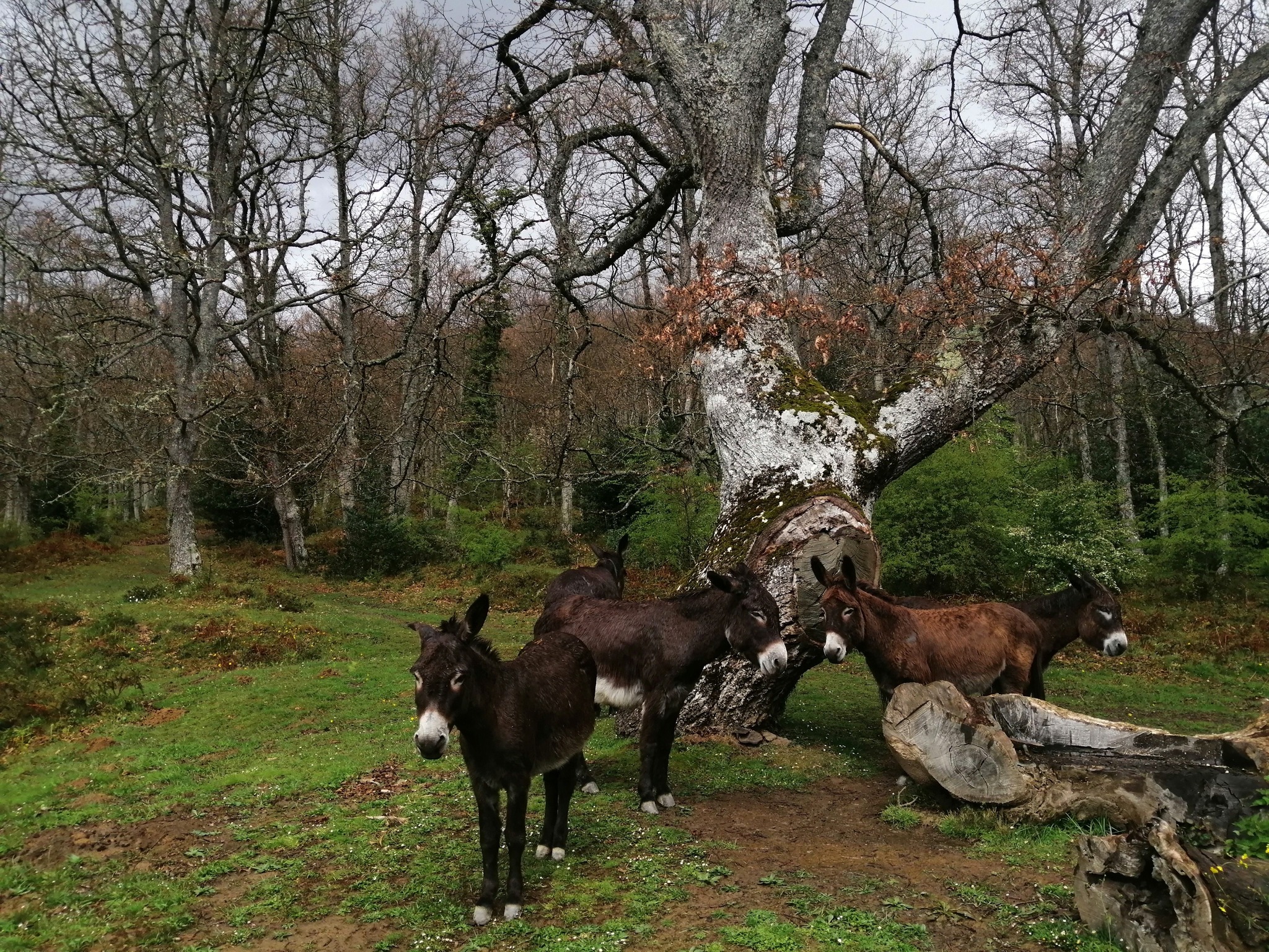 Donkey rides in the Basque Country