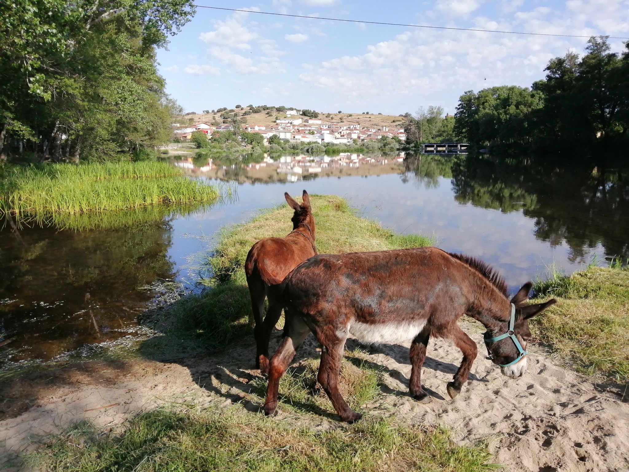 Donkey hiking in the mountains in País Vasco