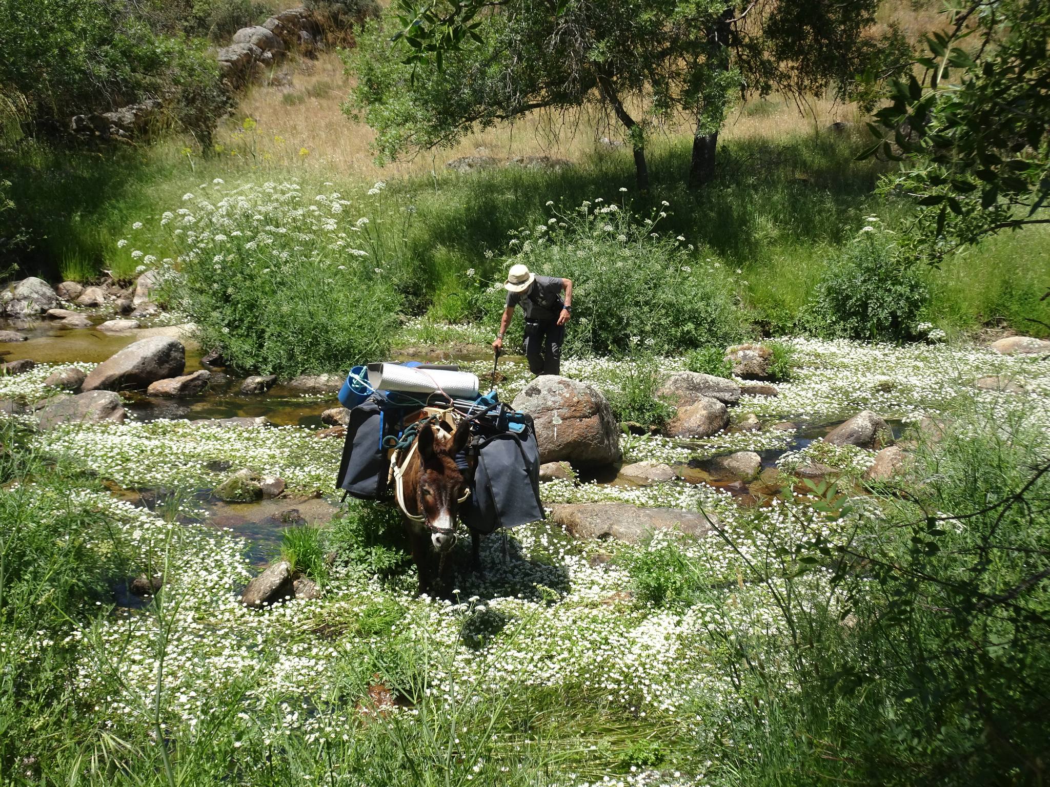 Book a donkey ride with or without a guide in Spain