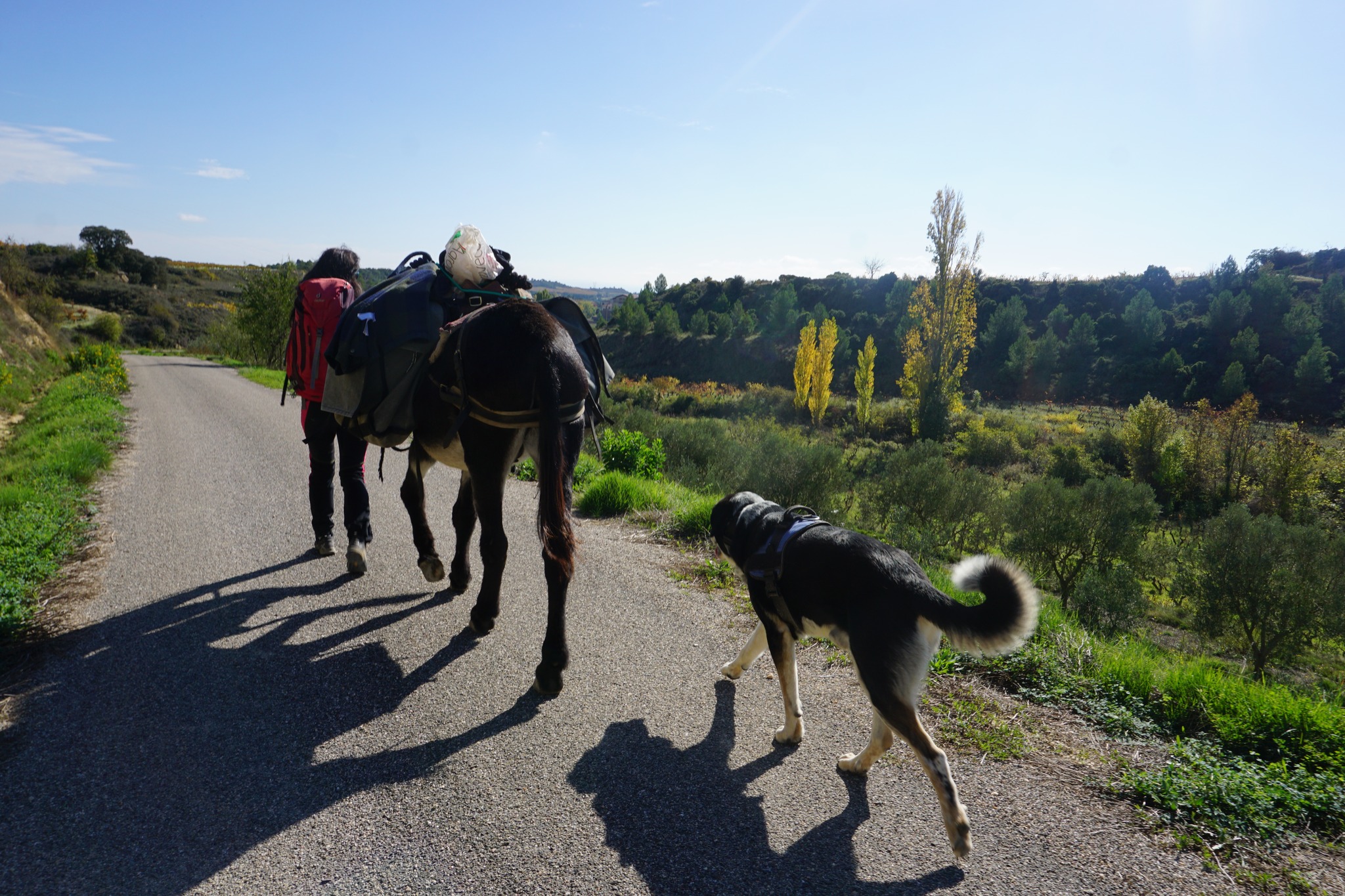 Book a donkey ride with or without a guide in Spain