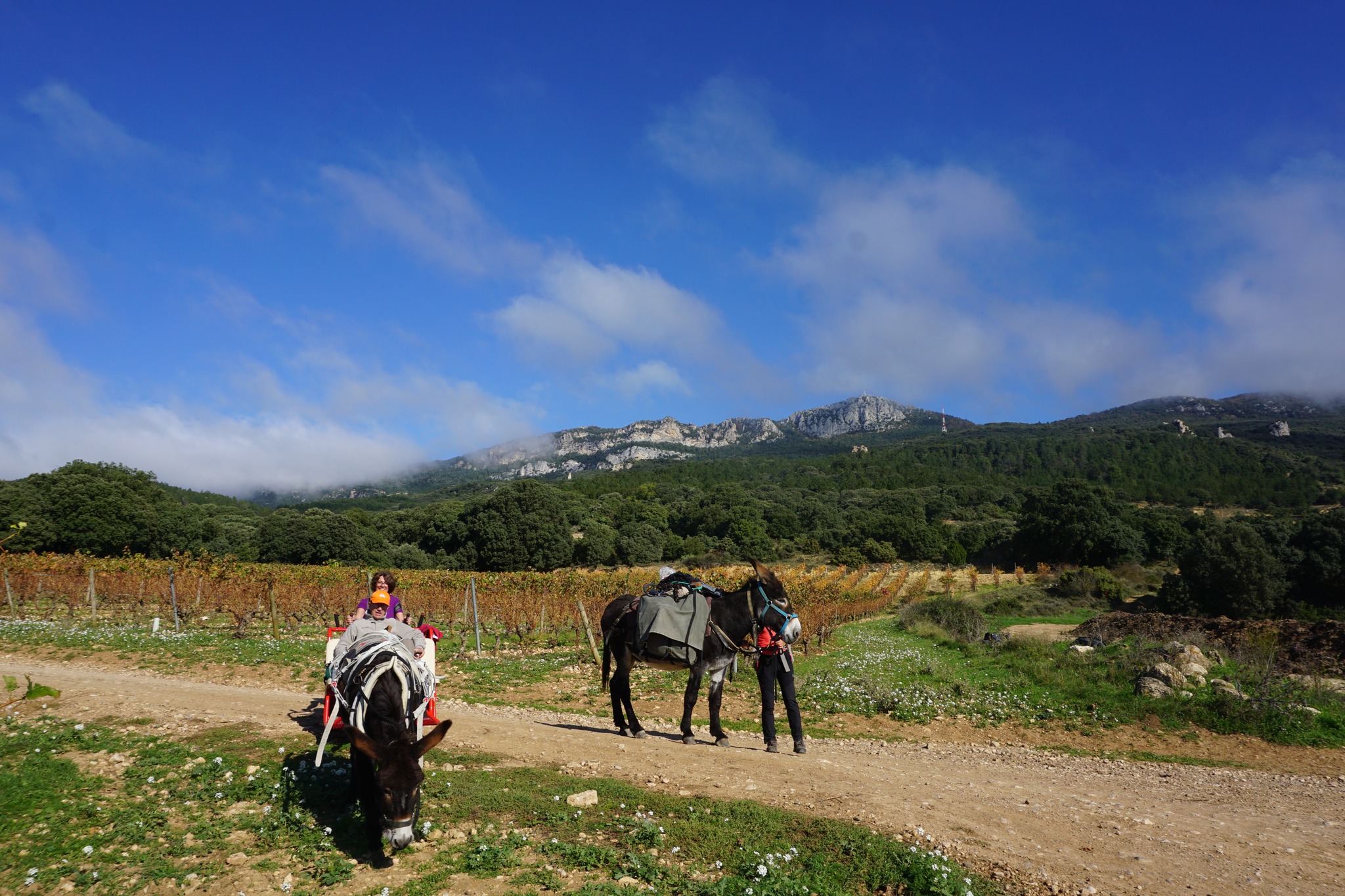 Donkey hiking in the mountains in País Vasco