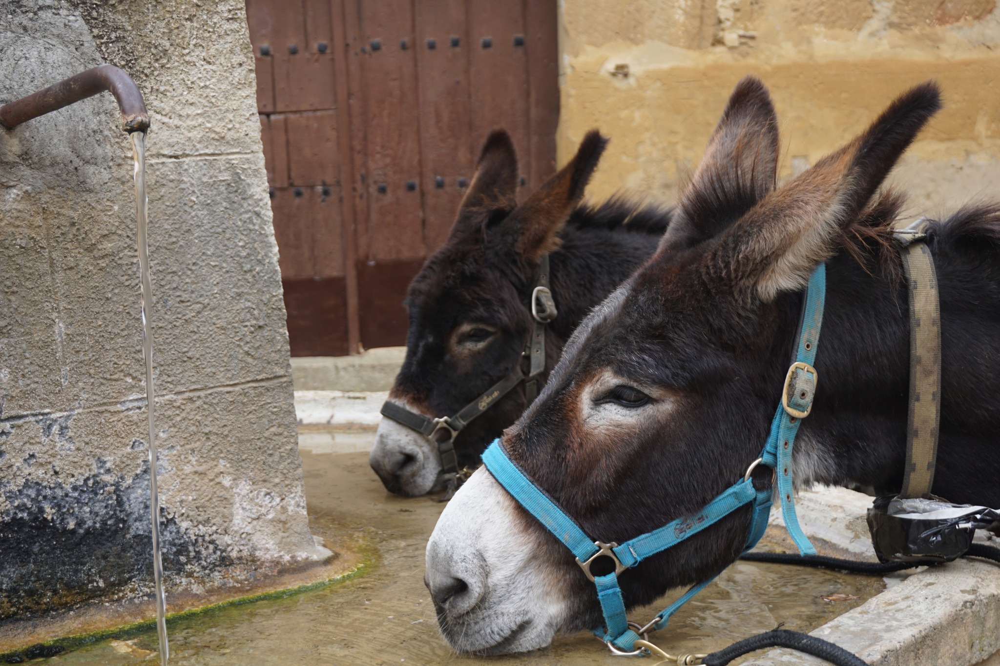 Donkey rides in the Basque Country